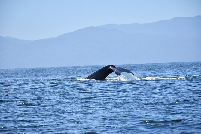 Whale Watching Guaranteed Experience in Puerto Vallarta - Is $99 a fair price?