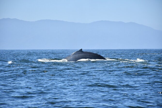 Whale Watching Guaranteed Experience in Puerto Vallarta - Who should book this excursion