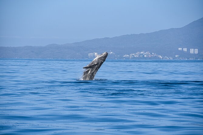 Whale Watching Guaranteed Experience in Puerto Vallarta - The fast boat ride across Banderas Bay