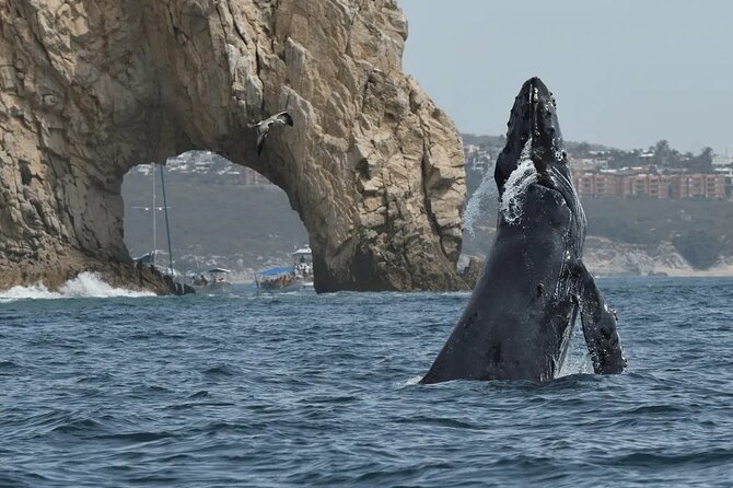 Whale Watching in Cabo: 2-Hour Small Group Tour to The Arch - Key points at a glance