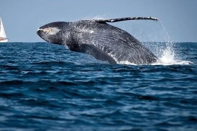 Whale Watching in Cabo: 2-Hour Small Group Tour to The Arch - Leaving the marina for Cabo’s rocky coast