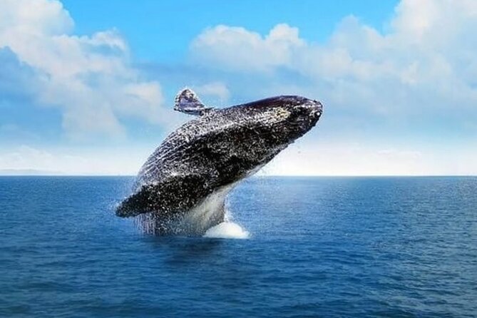 Whale Watching in Cabo: 2-Hour Small Group Tour to The Arch - Seeing The Arch, Lover’s Beach, and Land’s End