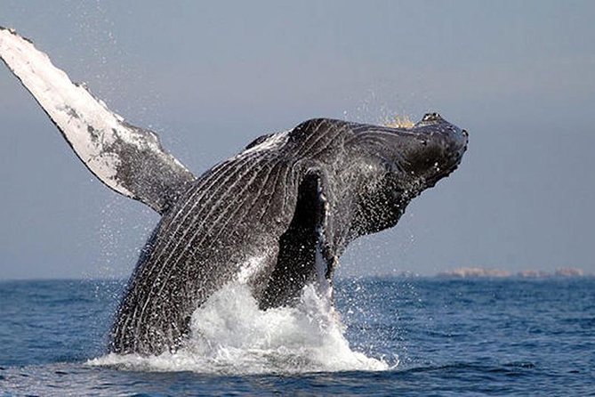 Whale Watching in Cabo San Lucas: Sightseeing Cruise and Shopping - Why the group size changes the experience