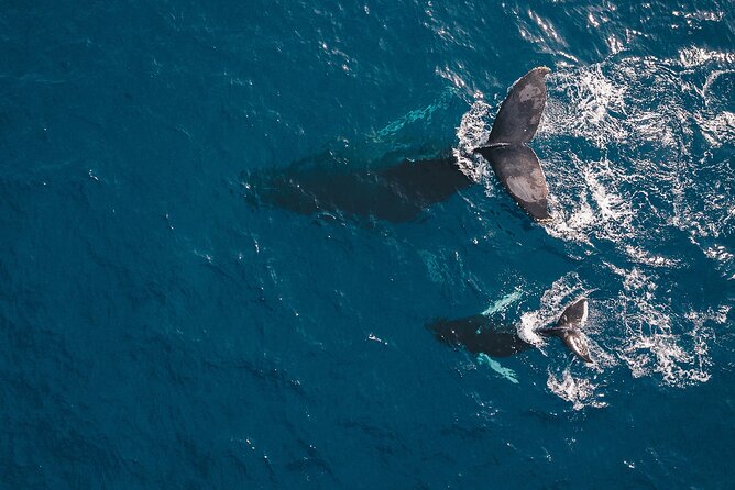 Whale Watching in Cabo San Lucas: Sightseeing Cruise and Shopping - Tequila tasting after the boat