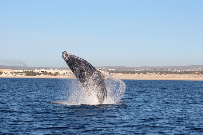 Whale Watching in Cabo San Lucas: Sightseeing Cruise and Shopping - Is $115 a fair price?