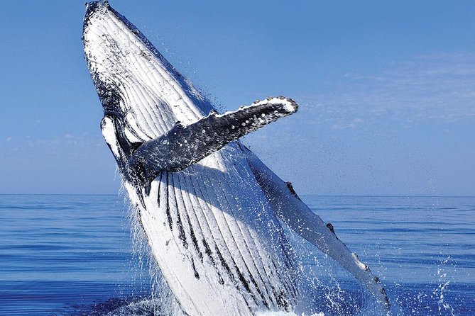 Whale Watching in Cabo San Lucas: Sightseeing Cruise and Shopping - Pickup, timing, and cruise-ship planning