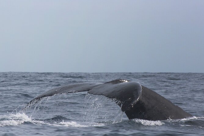 Whale Watching in Cabo San Lucas: Sightseeing Cruise and Shopping - Who will get the most from this outing?