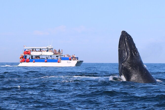 Whale Watching in Puerto Vallarta - Key points to know before booking