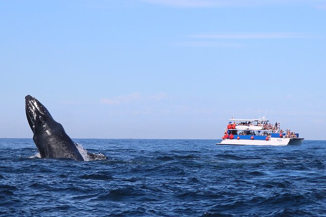 Whale Watching in Puerto Vallarta - Leaving the Maritime Terminal at 8:00 am