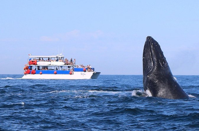 Whale Watching in Puerto Vallarta - What the crew adds beyond the wildlife
