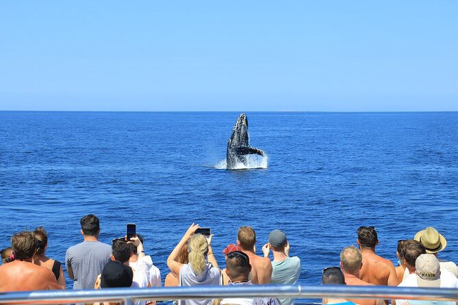 Whale Watching in Puerto Vallarta - Who will enjoy this Puerto Vallarta outing