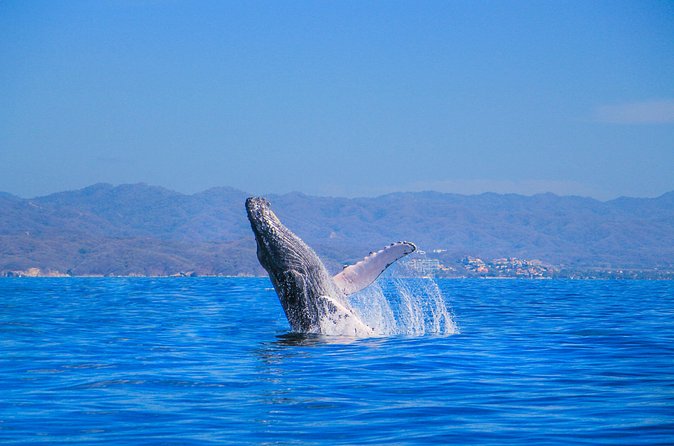 Whale Watching in Puerto Vallarta - Practical advice for a better morning