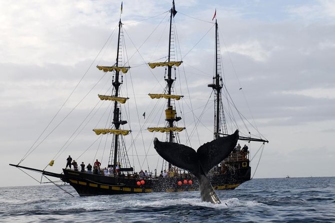 Whale-Watching Pirate Ship Cruise in Los Cabos - Why this Cabo cruise works best in whale season