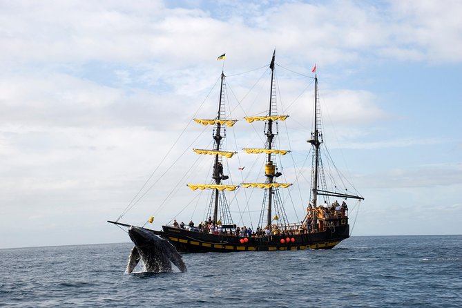 Whale-Watching Pirate Ship Cruise in Los Cabos - Whales, calves, dolphins, and a little luck