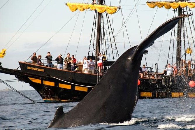 Whale-Watching Pirate Ship Cruise in Los Cabos - Open bar, music, trivia, and pirate roles