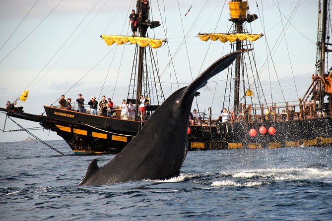Whale-Watching Pirate Ship Cruise in Los Cabos - Is $99 a person good value?