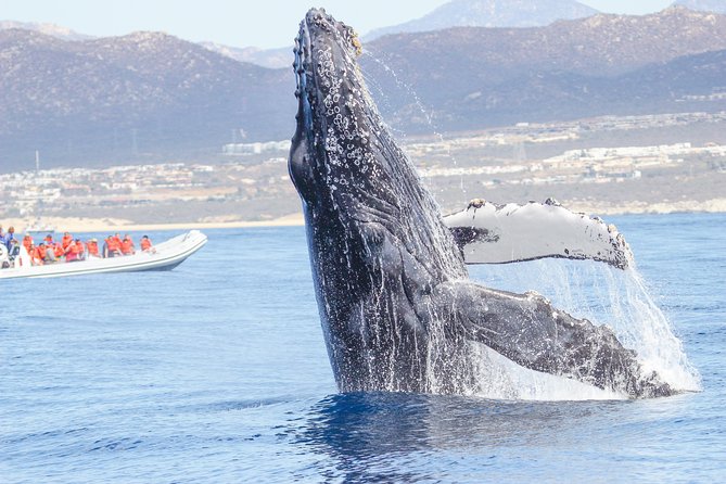 Whale Watching, The Famous Arch and Fast Boat Tour in Los Cabos - Racing Out of Cabo San Lucas in a Fast Inflatable Boat