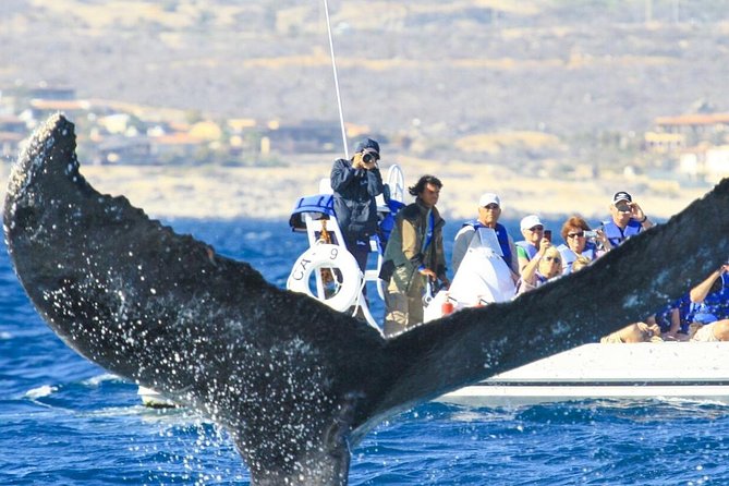 Whale Watching, The Famous Arch and Fast Boat Tour in Los Cabos - Returning by the Arch, Lovers Beach, and Sea Lion Colony