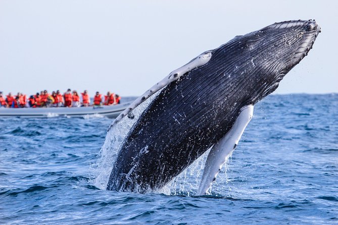 Whale Watching, The Famous Arch and Fast Boat Tour in Los Cabos - The Timing Matters More Than You Might Expect
