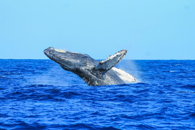 Whale Watching, The Famous Arch and Fast Boat Tour in Los Cabos - What to Bring and How to Prepare