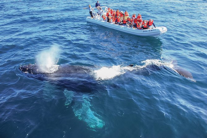 Whale Watching, The Famous Arch and Fast Boat Tour in Los Cabos - Hearing Whales Through Onboard Hydrophones