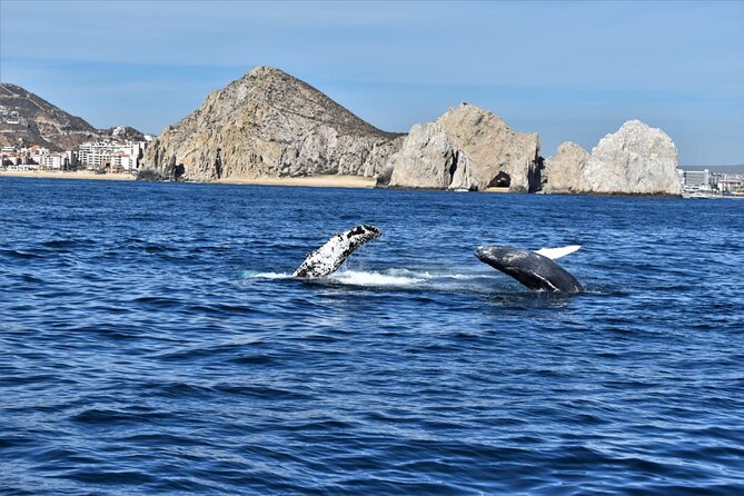 Whale Watching Tour in Los Cabos - What the catamaran ride feels like