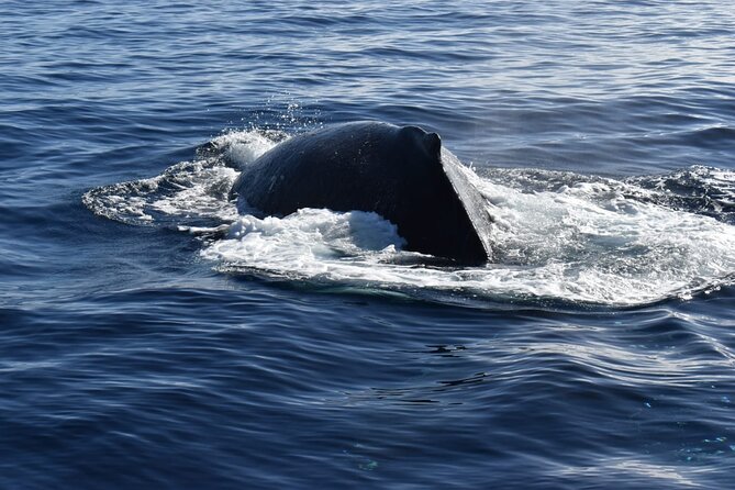 Whale Watching Tour in Los Cabos - Breakfast, coffee, and drinks on board