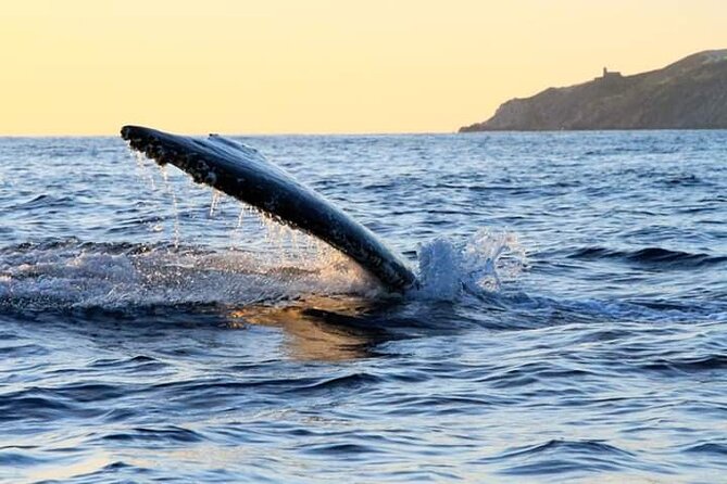 Whale Watching Tour in Los Cabos - Is $60 a fair price?