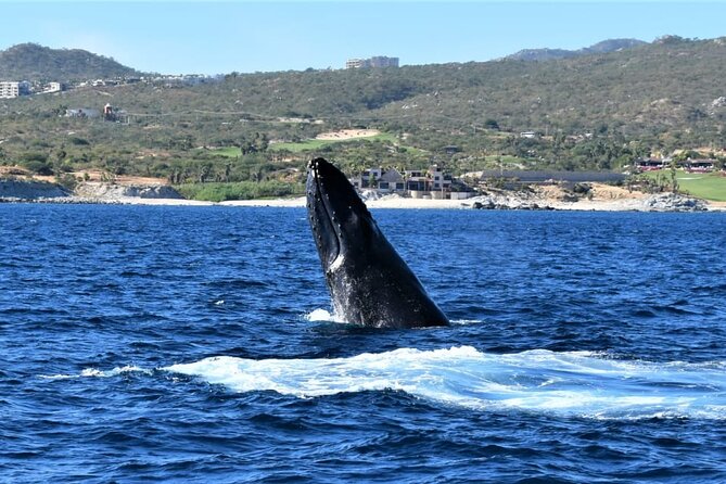 Whale Watching Tour in Los Cabos - Whale-watching ethics and boat behavior