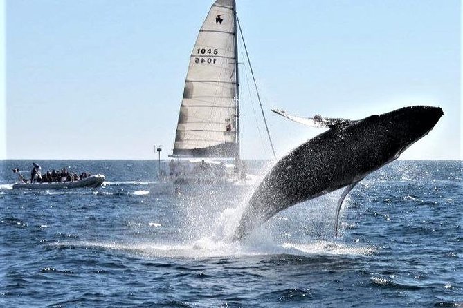 Whale Watching Tour in Los Cabos - Who will enjoy this Cabo morning?