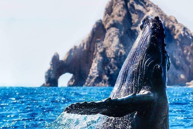 Whale Watching Tour in Los Cabos - Cruising the bay toward the whales
