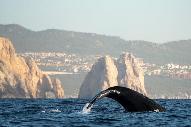 Whale Watching Tour with Arch and Beach in Cabo San Lucas - Whale watching near Cabo San Lucas