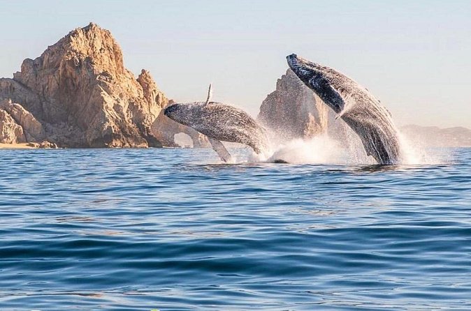 Whale Watching Tour with Arch and Beach in Cabo San Lucas - The beach question: Lovers Beach and Divorce Beach