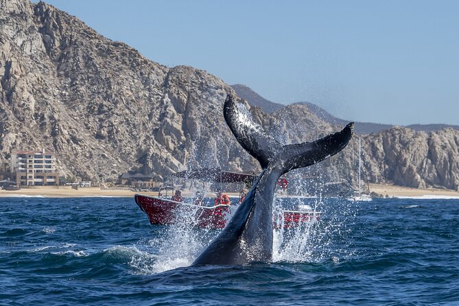 Whale Watching Tour with Arch and Beach in Cabo San Lucas - Boat comfort, safety, and communication