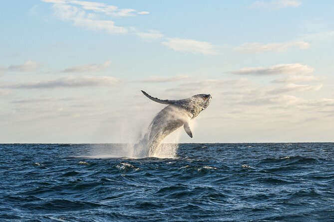 Whale Watching Tour with Arch and Beach in Cabo San Lucas - Leaving the Cabo San Lucas marina