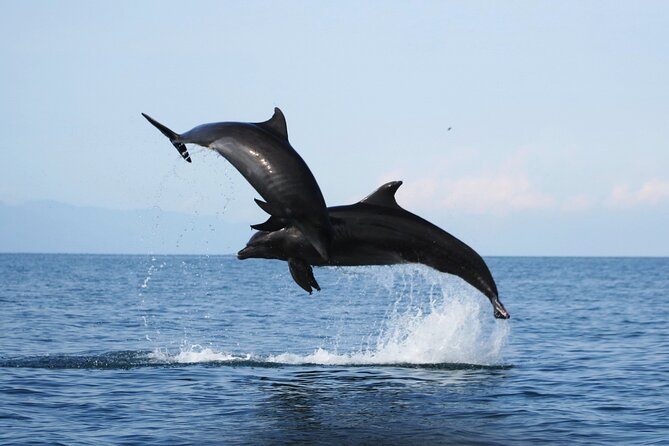 Wild Dolphin Encounter & Snorkeling Adventure - The real attraction: dolphins on their own terms