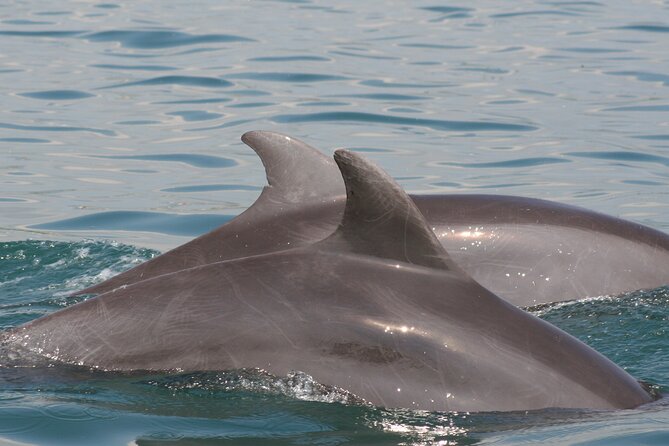 Wild Dolphin Encounter & Snorkeling Adventure - Swimming near dolphins: what the encounter feels like