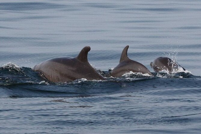Wild Dolphin Encounter & Snorkeling Adventure - Los Arcos de Mismaloya brings a different kind of water time