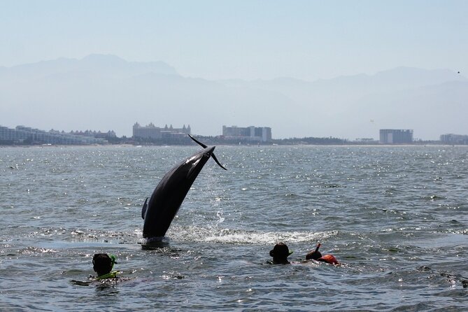 Wild Dolphin Encounter & Snorkeling Adventure - Lunch, drinks, and what is actually included