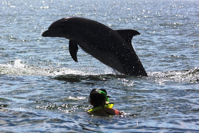 Wild Dolphin Encounter & Snorkeling Adventure - Comfort, motion, and family suitability