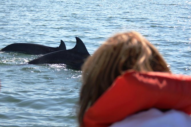 Wild Dolphin Encounter & Snorkeling Adventure - How the value compares with a large dolphin excursion