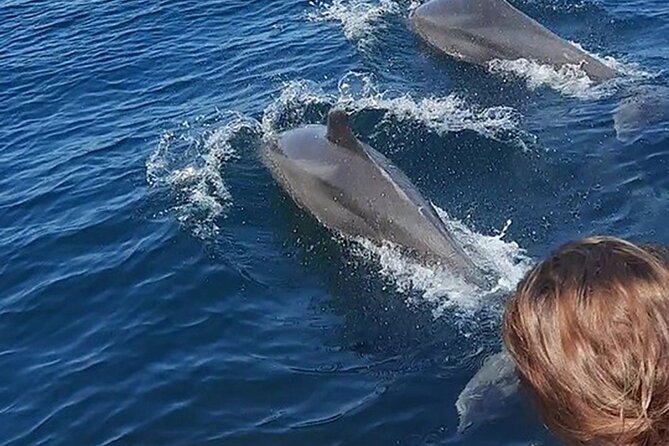 Wild Dolphin Encounter & Snorkeling Adventure - Marina Vallarta starts the morning with a useful lesson