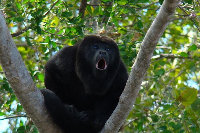 Wild Monkey Tour (Private, Half Day) - Finding Wild Monkeys at Punta Laguna