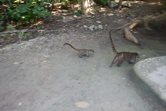 Wild Monkey Tour (Private, Half Day) - What the Jungle Walk Feels Like