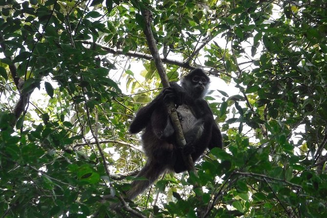 Wild Monkey Tour (Private, Half Day) - How Much Value You Get for $189