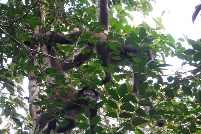 Wild Monkey Tour (Private, Half Day) - Who Will Enjoy This Most