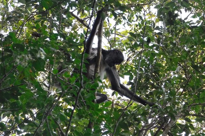 Wild Monkey Tour (Private, Half Day) - Practical Tips for a Better Monkey Walk