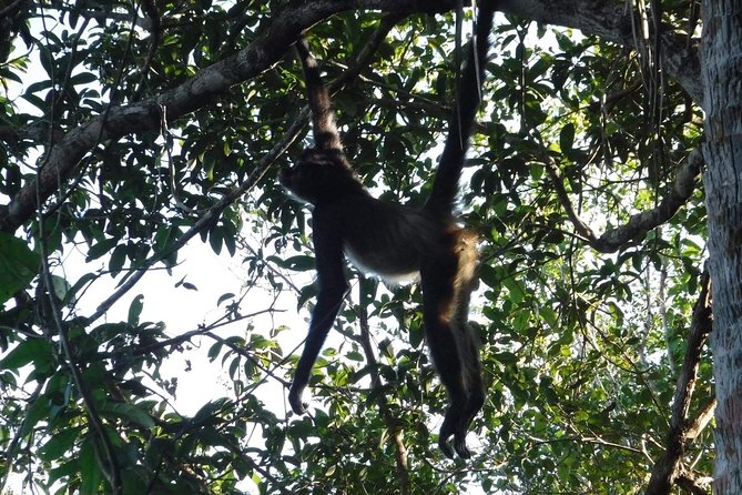 Wild Monkey Tour (Private, Half Day) - Should You Book the Wild Monkey Tour?