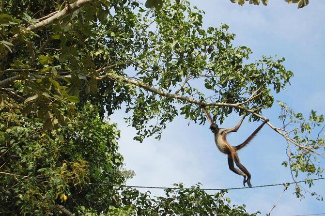 Wild Monkey Tour (Private, Half Day) - The Afternoon Schedule From Tulum