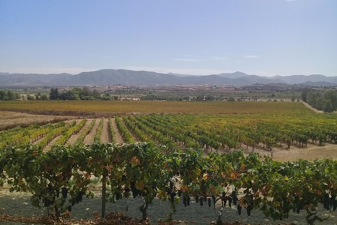 wine tours and driver service through valle de guadalupe, Ensenada B.C. Mexico - Key points to know before booking